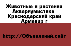 Животные и растения Аквариумистика. Краснодарский край,Армавир г.